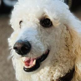 Cavapoos, Goldendoodles, and Poodles from Alpine Poodle and Doodle