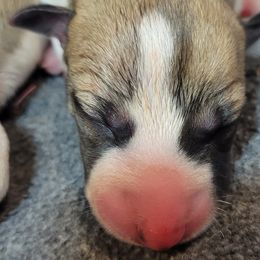 Presley - White and red Whippet puppy in Duluth, Minnesota from Swift Whippets