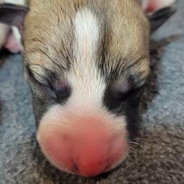 Presley - White and red Whippet puppy in Duluth, Minnesota from Swift Whippets