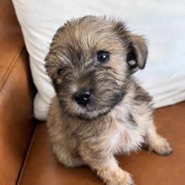 Tiny Tim - Wheaten male Miniature Schnauzer puppy in Gilroy, California from Good Shepherd K9 Initiative