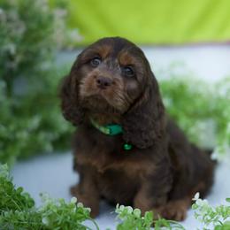 Kiwi - Brown male Cavapoo puppy in Bellingham, Washington from My Sweet Poodles and Doodles