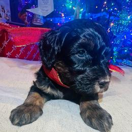 Cindy Lou - Phantom female Bernedoodle puppy in Sherman, Illinois from Shirl Doodle Life