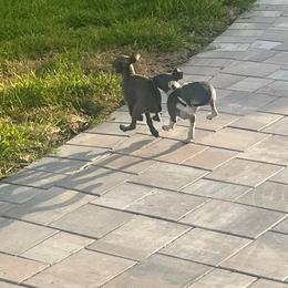 Italian Greyhound Puppies from Fisher Link