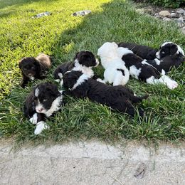 Portuguese Water Dog Puppies from Pleasant Hill Portuguese Water dog
