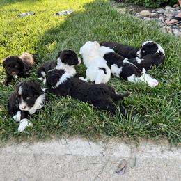 Portuguese Water Dog Puppies from Pleasant Hill Portuguese Water dog