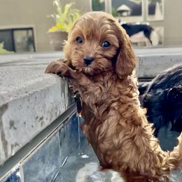 Baxter - Red male Cavapoo puppy in Draper, Utah from Cavachon Love Chocolate Cavaliers, Cavaliers, Cavachon’s, Cavapoos