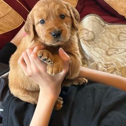 Miss Red 3 - Dark golden female Golden Retriever puppy in Garland, Texas from Rangel Family Goldens