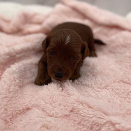 Girl 1 - female Goldendoodle puppy in Kansas City, Kansas from Bella & Ivy’s Mini Goldendoodles of KC