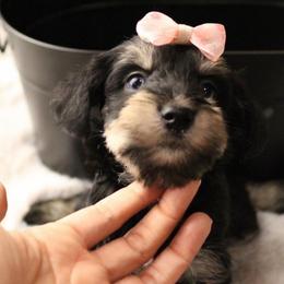 Coco - Black and silver female Miniature Schnauzer puppy in Yucaipa, California from Mt. View's Pretty Little Schnauzers