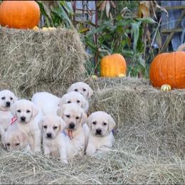 Labrador Retriever puppies from Ryanhaus Kennel