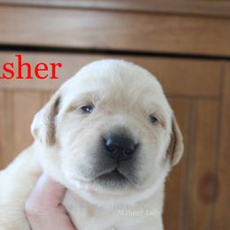 1st Pick Yellow - Yellow male Labrador Retriever puppy in Tomahawk, Wisconsin from Mahner Labs