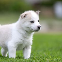 Siberian Husky Puppies from Lilbearshuskies