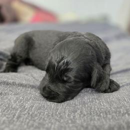 Female 5 - Black female Giant Schnauzer puppy in Mcneal, Arizona from Olympian Giant Schnauzers and Westie’s!
