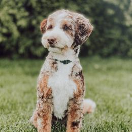 Ruger - Bernedoodle