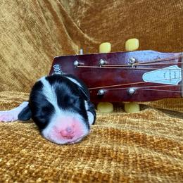 CASH - Black and tan male Pembroke Welsh Corgi puppy in Ritzville, Washington from Sapphire Iris Corgis
