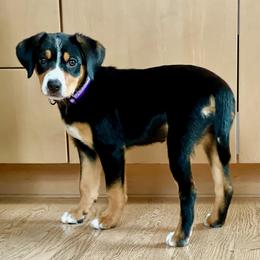 Entlebucher Mountain Dog Puppies from Middle Fork Entlebuchers