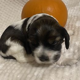 Cocker Spaniel Puppies from Becky's Cockers