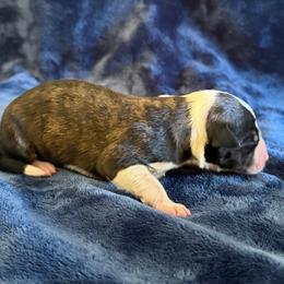 Havoc - Brindle female Border Collie puppy in Oroville, California from Coalcyn Kennels