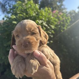 Buddy - Golden male Cockapoo puppy in Selma, California from Mollys Dollys
