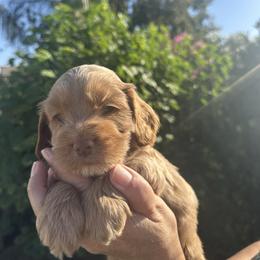 Buddy - Golden male Cockapoo puppy in Selma, California from Mollys Dollys