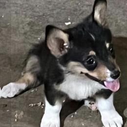 Pembroke Welsh Corgis from HLZ Pembroke Welsh Corgi's