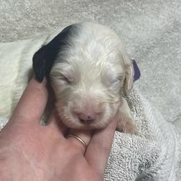 Purple collar - Parti male Goldendoodle puppy in Mc Cook, Nebraska from Powers Doodles