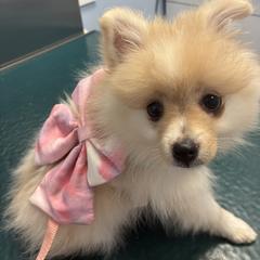 Pomeranian Puppies from Cherokee Pomeranians