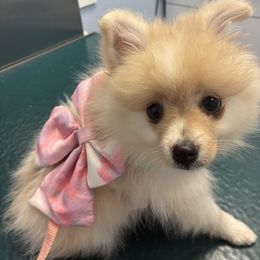 Pomeranian Puppies from Cherokee Pomeranians
