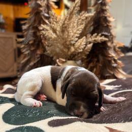Fir - Liver and white male German Shorthaired Pointer puppy in Georgia from CMC Farms