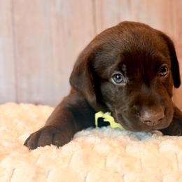 Yellow Collar Chocolate Female - Chocolate female Labrador Retriever puppy in Gainesville, Georgia from Rucker Retrievers