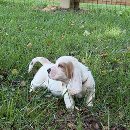 Male 1 - Lemon and white male Basset Hound puppy in Manchester, Tennessee from Middle TN Leopard Catahoulas and Middle TN Bassett Hounds