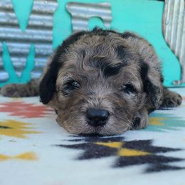 Odin - Merle male Sheepadoodle puppy in Owensville, Missouri from Oak Valley Kennels