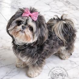 Laynie - Shih Tzu