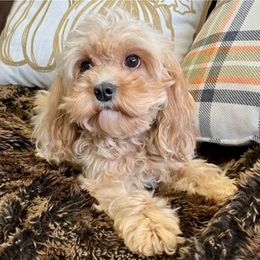 Nessie - Cavapoo