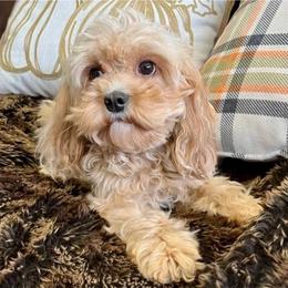 Nessie - Cavapoo