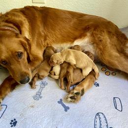 Layla - Golden Retriever