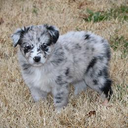 Merry - Blue merle female Australian Shepherd puppy in Mocksville, North Carolina from Trailblazing Aussies