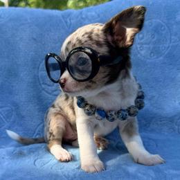 Gucci (tiny runt) AKC - Merle female Chihuahua puppy in Seneca, Missouri from Stephanie’s Puppy Colony