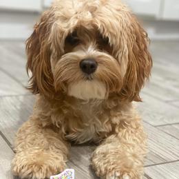 Cavapoo All Grown Up from Kauth Design Cavapoos