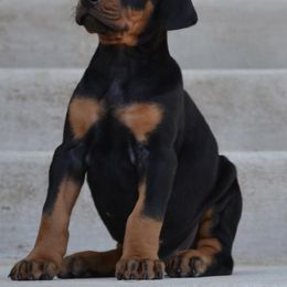 Doberman Pinscher Puppies from Obsidian Kennels