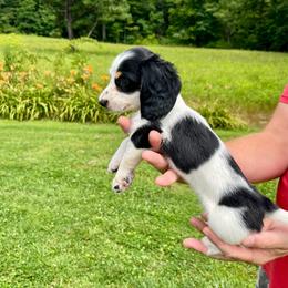 Summer - Piebald female Dachshund puppy in Milroy, Pennsylvania from Not Your Average Weiner