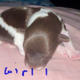 Girl 1 - Chocolate, tan and white female Yorkshire Terrier puppy in Eddyville, Kentucky from Paw-Perfect Palace