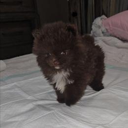 Sid - Chocolate male Pomeranian puppy in Angleton, Texas from Pomeranian Palace, LLC