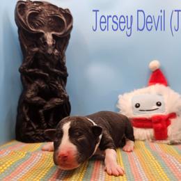 Jersey Devil (JD) - Black and white male Rat Terrier puppy in Lynn, Alabama from Cryptic Rat Terriers