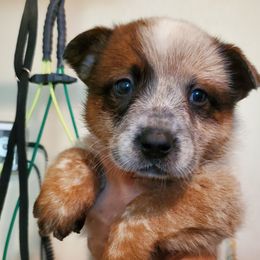 Half masked and patch red - Red speckled male Australian Cattle Dog puppy in Lenoir, North Carolina from Blue Coyote Ranch