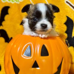 Aragorn - Sable spotted white male Chihuahua puppy in Canton, Ohio from Elysium Fields Chihuahuas