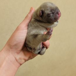 French Bulldog Puppies from Haas Frenchies LLC