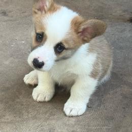 Boy 1 - White and red male Pembroke Welsh Corgi puppy in Ridgeland, South Carolina from FOF Lowcountry Corgis