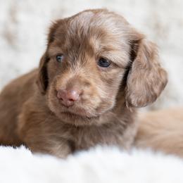 Dachshund Puppies from CTX Doxies