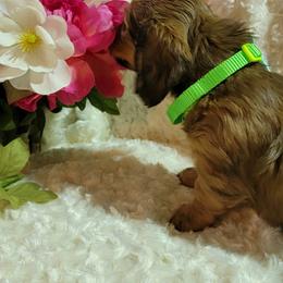 Dachshund Puppies from CLARK'S BREEDING PROGRAM